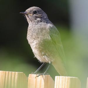 Black Redstart