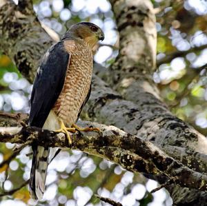 Eurasian Sparrowhawk