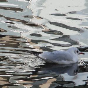 Black-headed Gull