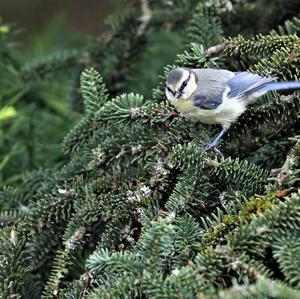 Blue Tit