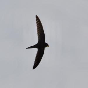 Common Swift