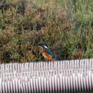 Common Kingfisher