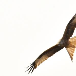 Red Kite