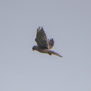 Common Kestrel