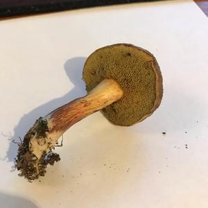 Red-cracked Bolete