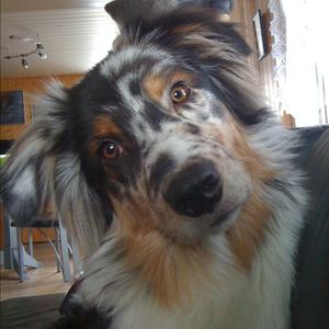 Australian Shepherd