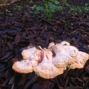 Chicken Mushroom