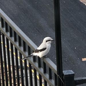 Loggerhead Shrike