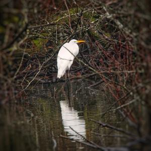 Great Egret