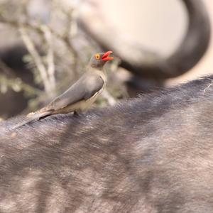 Red-billed Oxpecker