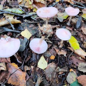 Pink Mycena