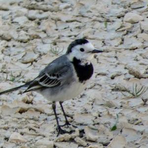 White Wagtail