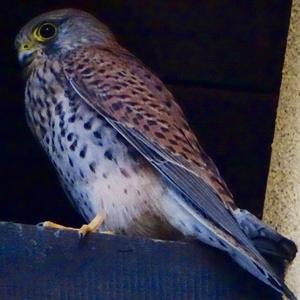 Common Kestrel