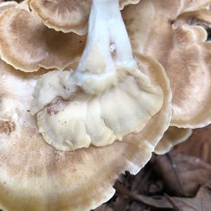 Black-staining Polypore