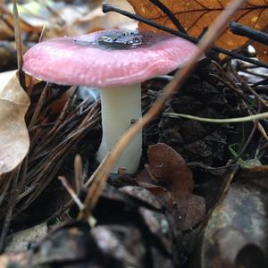 Jodoform-scented Russula