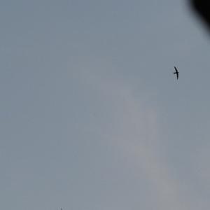 Common Swift