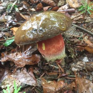 Scarlet-stemmed Bolete