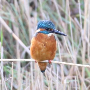 Common Kingfisher