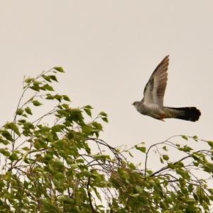 Common Cuckoo