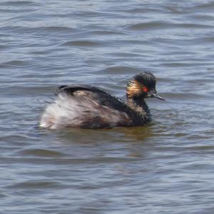 Black-necked Grebe