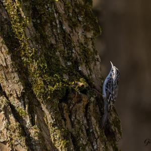 Eurasian Treecreeper