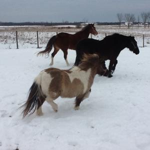 Unknown Breed