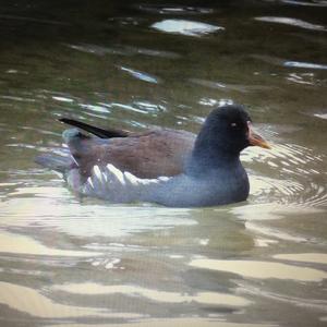 Common Moorhen