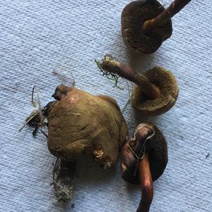 Peppery Bolete