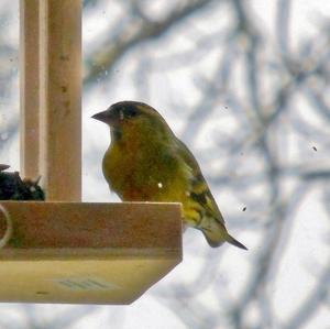 Eurasian Siskin