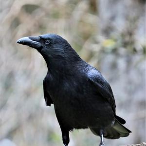 Carrion Crow