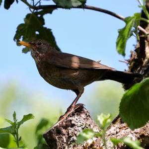 Eurasian Blackbird