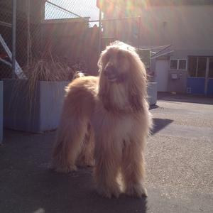 Afghan Hound