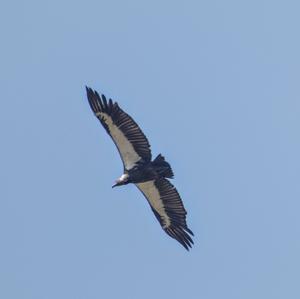 White-rumped Vulture