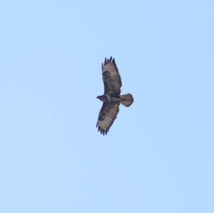 Common Buzzard