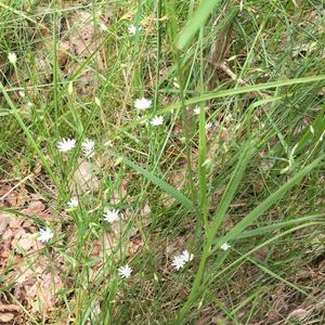 Wood Stitchwort