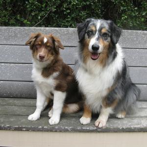 Australian Shepherd