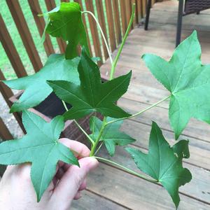 Sweetgum (American)