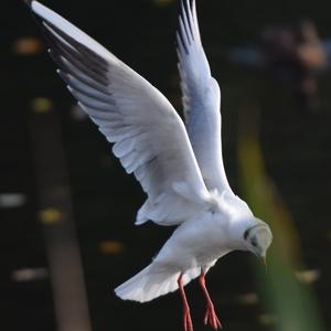 Black-headed Gull