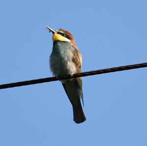 European Bee-eater