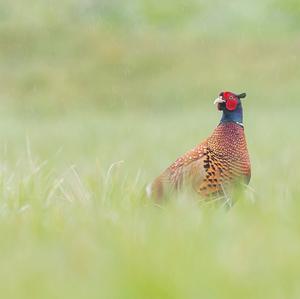 Common Pheasant