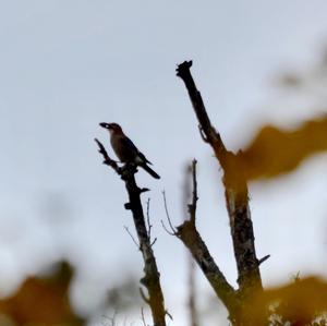 Eurasian Jay