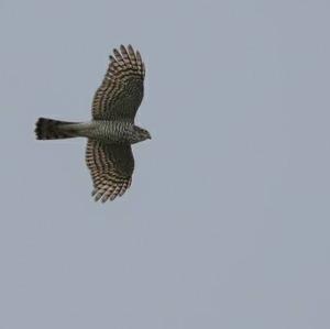 Eurasian Sparrowhawk