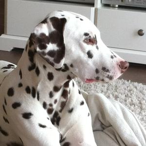 Dalmatian