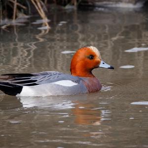 Eurasian Wigeon