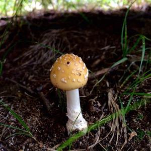 Fly Agaric