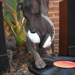 Xoloitzcuintli