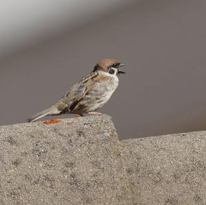 Eurasian Tree Sparrow