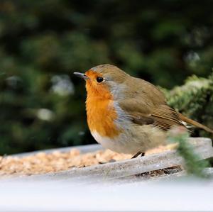 European Robin