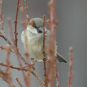 House Sparrow