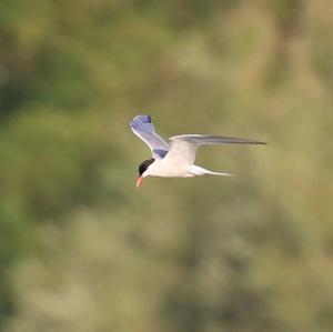 Common Tern